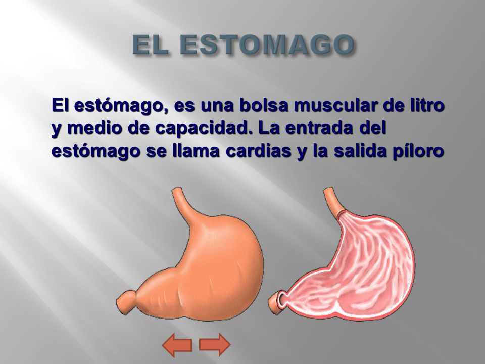 EL ESTOMAGO El estómago, es una bolsa muscular de litro y medio de capacidad.