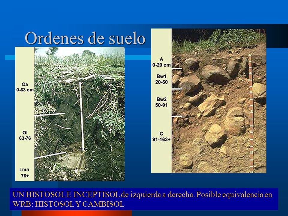 Ordenes de suelo UN HISTOSOL E INCEPTISOL de izquierda a derecha.