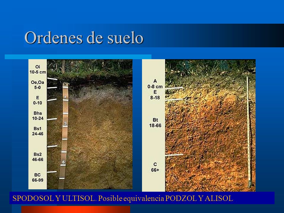 Ordenes de suelo SPODOSOL Y ULTISOL. Posible equivalencia PODZOL Y ALISOL
