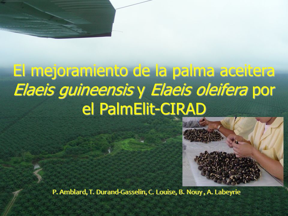 P. Amblard, T. Durand-Gasselin, C. Louise, B. Nouy , A. Labeyrie