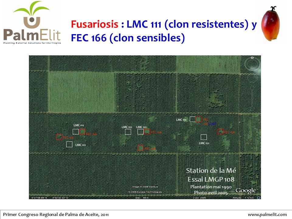 Fusariosis : LMC 111 (clon resistentes) y FEC 166 (clon sensibles)