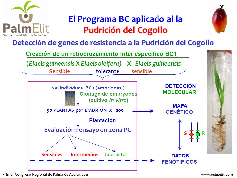 Detección de genes de resistencia a la Pudrición del Cogollo