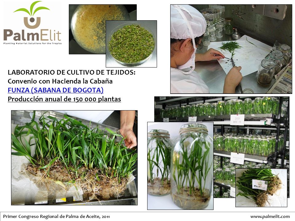 LABORATORIO DE CULTIVO DE TEJIDOS: Convenio con Hacienda la Cabaña