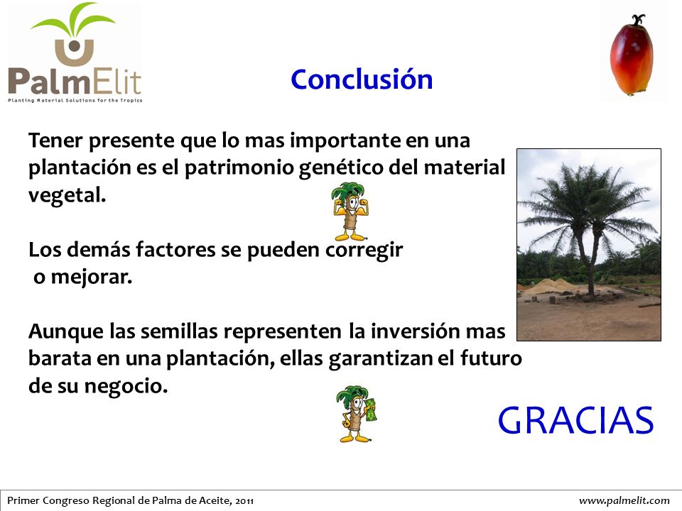 Conclusión Tener presente que lo mas importante en una plantación es el patrimonio genético del material vegetal.