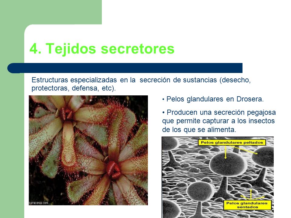 4. Tejidos secretores Estructuras especializadas en la secreción de sustancias (desecho, protectoras, defensa, etc).