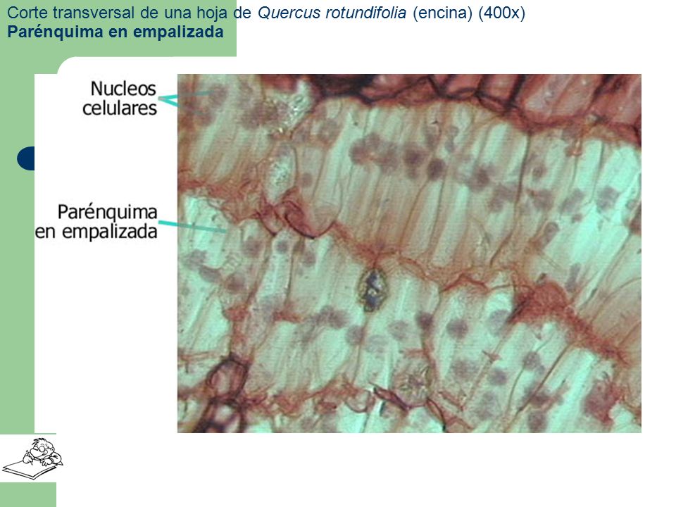 Corte transversal de una hoja de Quercus rotundifolia (encina) (400x)
