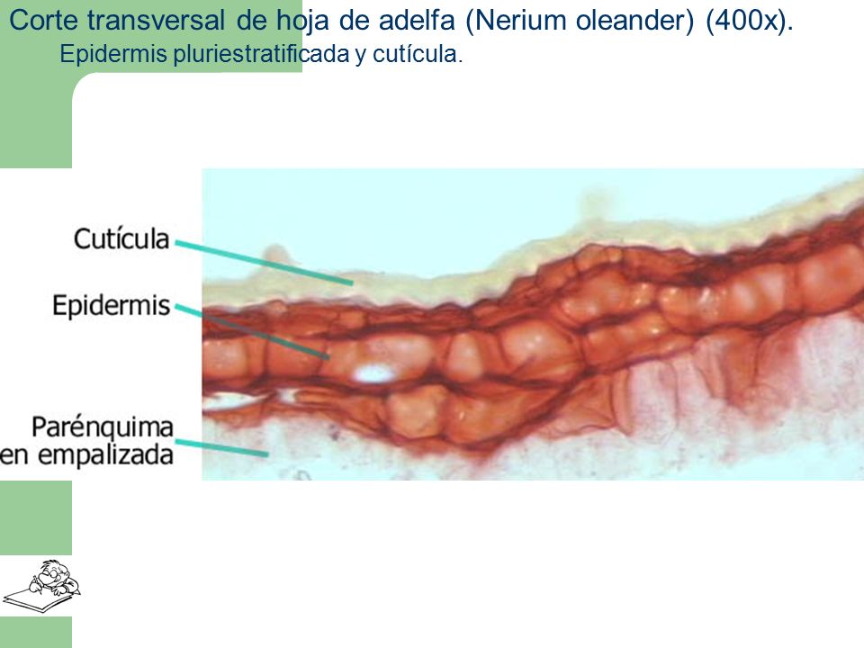 Corte transversal de hoja de adelfa (Nerium oleander) (400x).