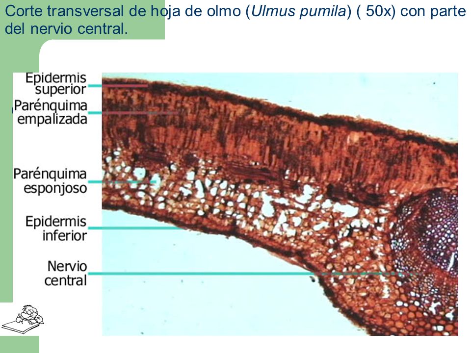 Corte transversal de hoja de olmo (Ulmus pumila) ( 50x) con parte del nervio central.