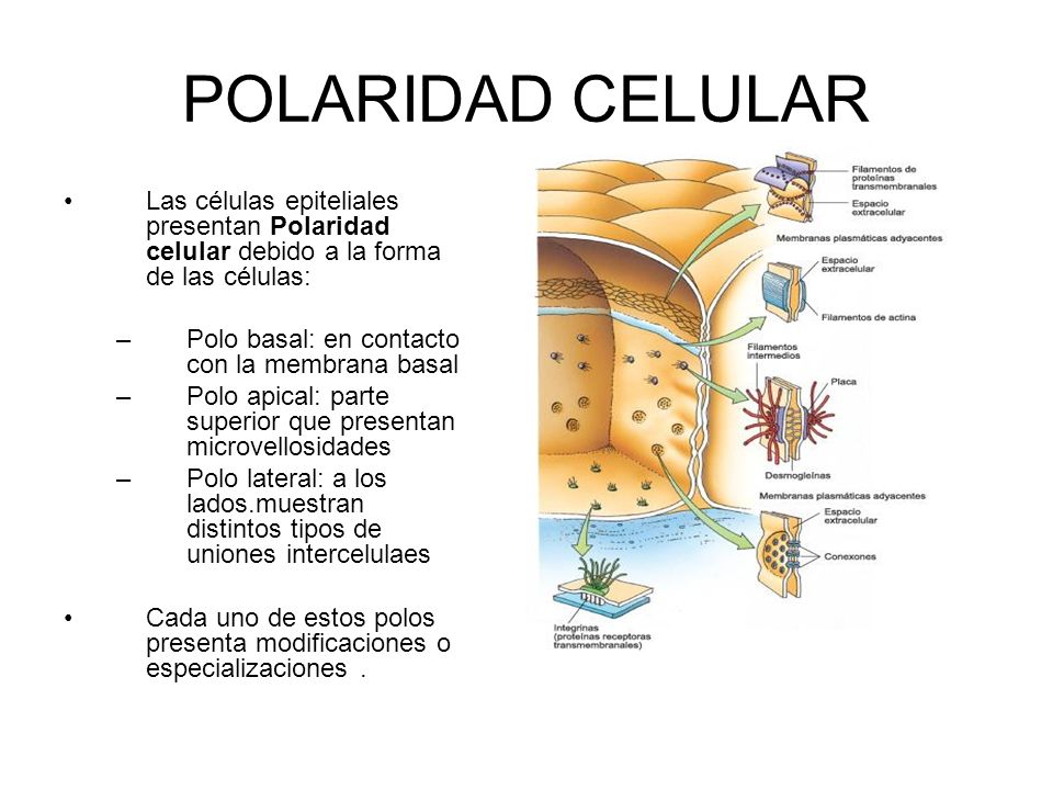 POLARIDAD CELULAR Las células epiteliales presentan Polaridad celular debido a la forma de las células: