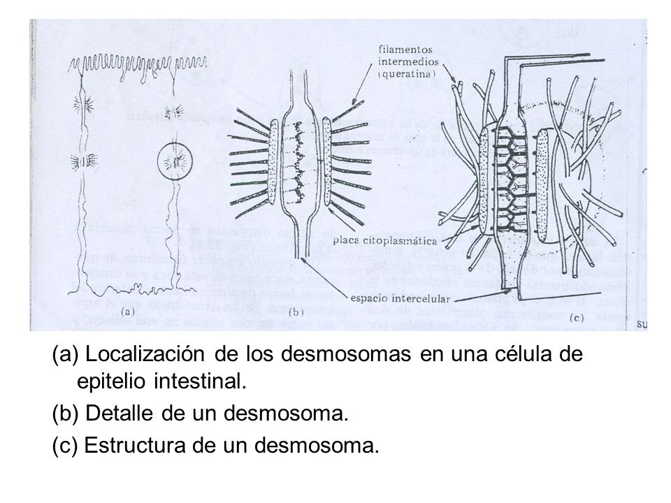 (a) Localización de los desmosomas en una célula de epitelio intestinal.