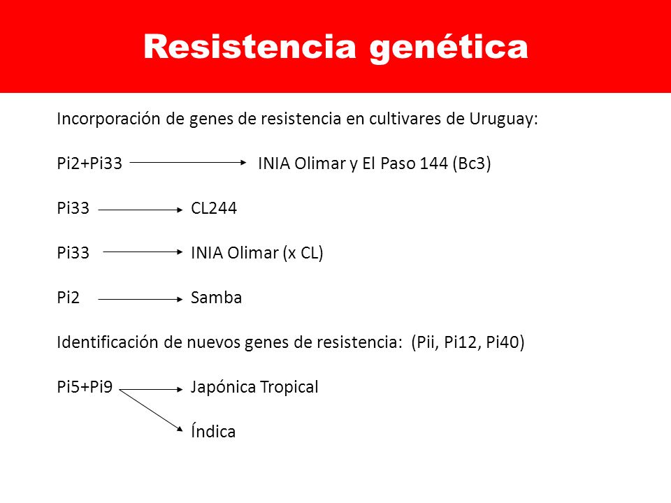 Resistencia genética Incorporación de genes de resistencia en cultivares de Uruguay: Pi2+Pi33 INIA Olimar y El Paso 144 (Bc3)