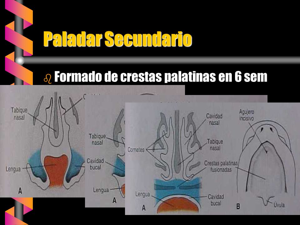 Paladar Secundario Formado de crestas palatinas en 6 sem