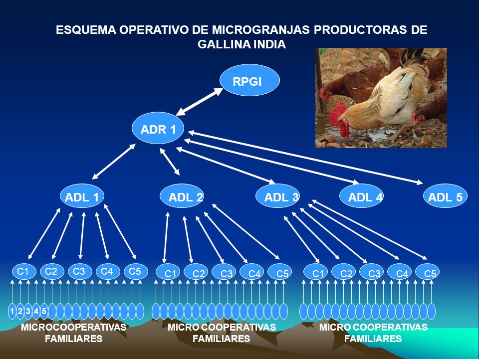 ESQUEMA OPERATIVO DE MICROGRANJAS PRODUCTORAS DE GALLINA INDIA