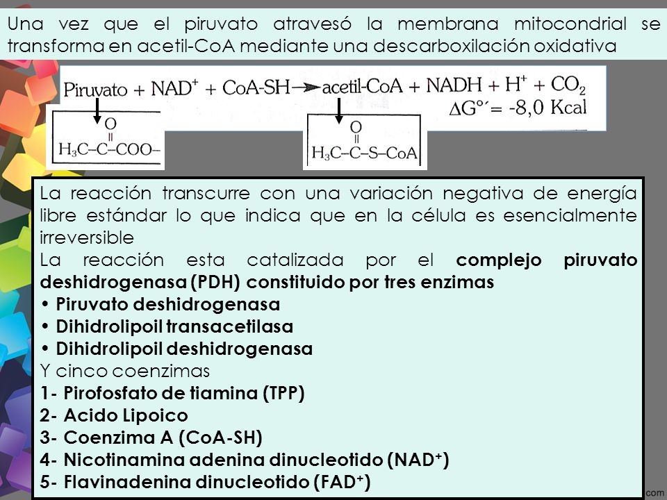 Una vez que el piruvato atravesó la membrana mitocondrial se transforma en acetil-CoA mediante una descarboxilación oxidativa