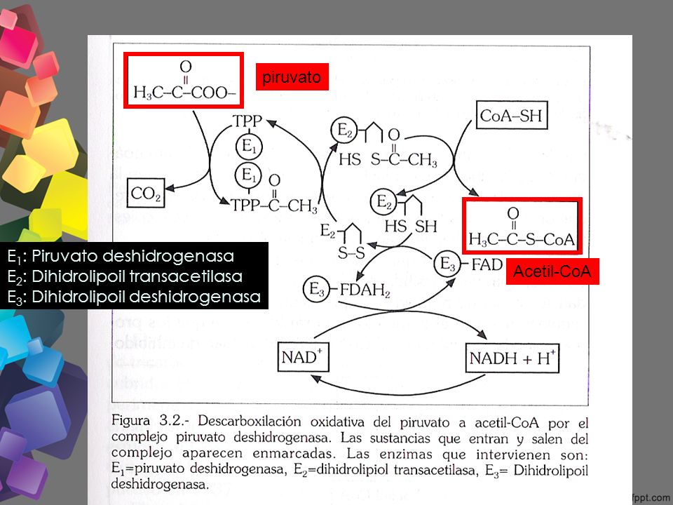 piruvato E1: Piruvato deshidrogenasa. E2: Dihidrolipoil transacetilasa. E3: Dihidrolipoil deshidrogenasa.