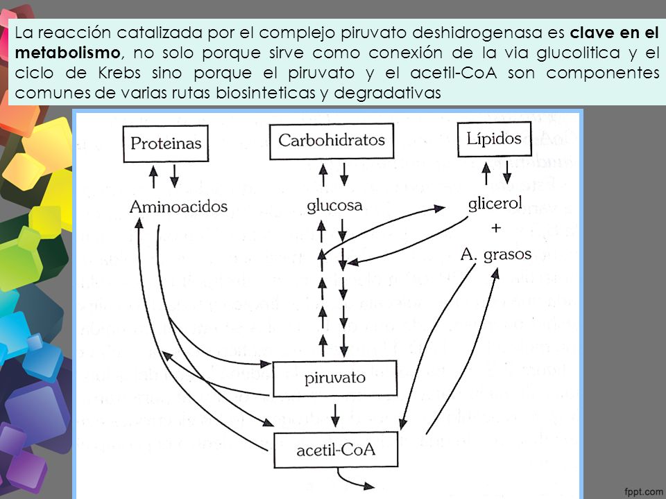 La reacción catalizada por el complejo piruvato deshidrogenasa es clave en el metabolismo, no solo porque sirve como conexión de la via glucolitica y el ciclo de Krebs sino porque el piruvato y el acetil-CoA son componentes comunes de varias rutas biosinteticas y degradativas