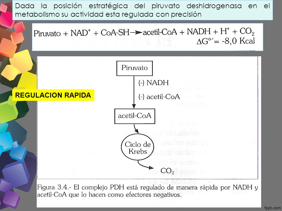 Dada la posición estratégica del piruvato deshidrogenasa en el metabolismo su actividad esta regulada con precisión