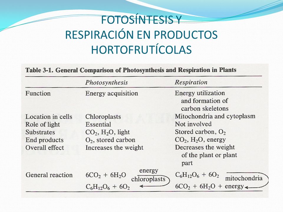 FOTOSÍNTESIS Y RESPIRACIÓN EN PRODUCTOS HORTOFRUTÍCOLAS