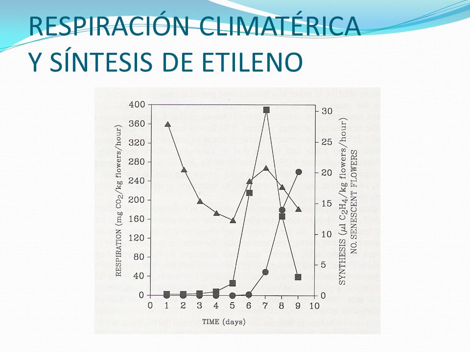 RESPIRACIÓN CLIMATÉRICA Y SÍNTESIS DE ETILENO