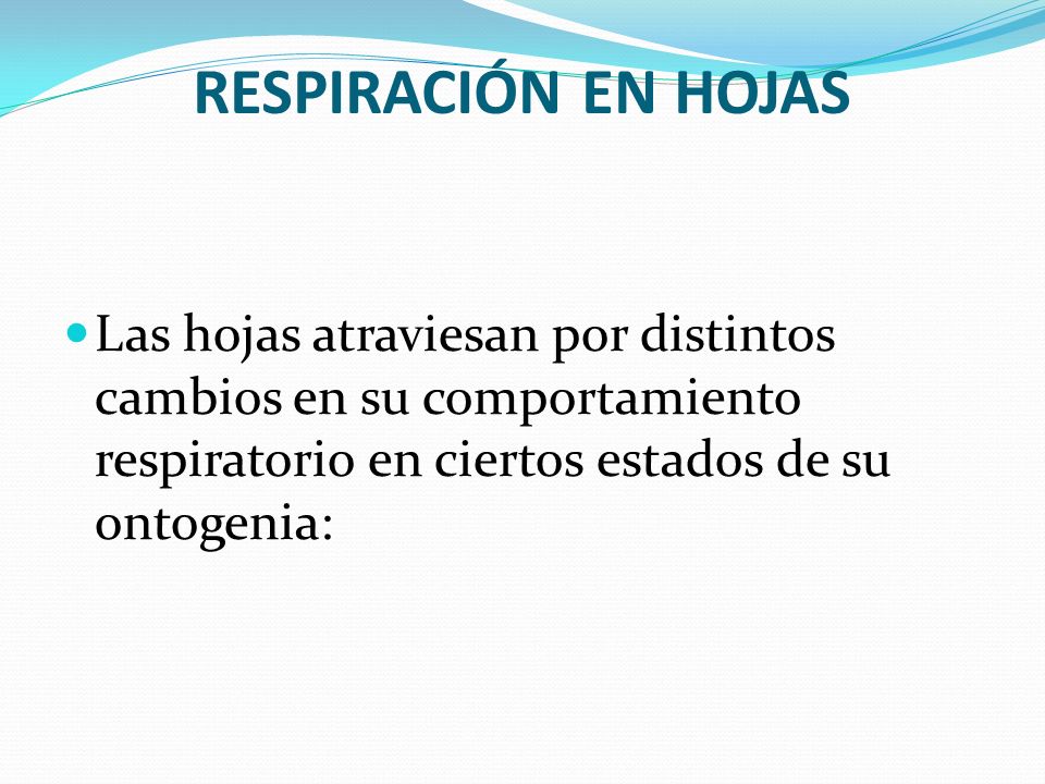 RESPIRACIÓN EN HOJAS Las hojas atraviesan por distintos cambios en su comportamiento respiratorio en ciertos estados de su ontogenia: