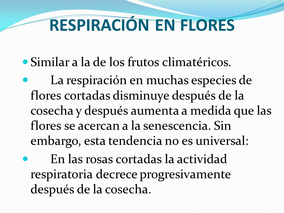 RESPIRACIÓN EN FLORES Similar a la de los frutos climatéricos.