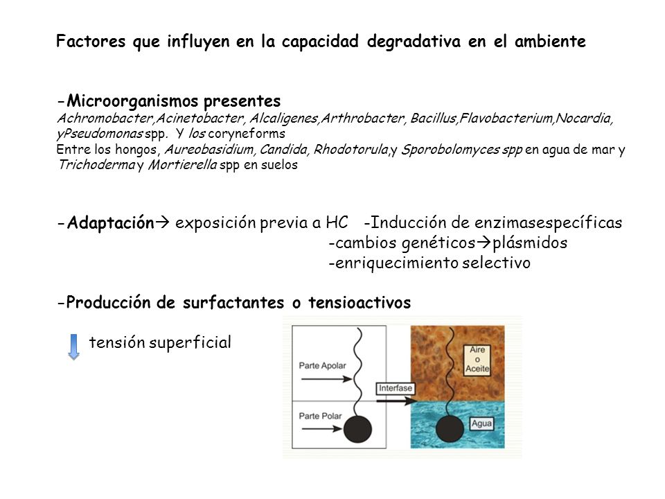 Factores que influyen en la capacidad degradativa en el ambiente