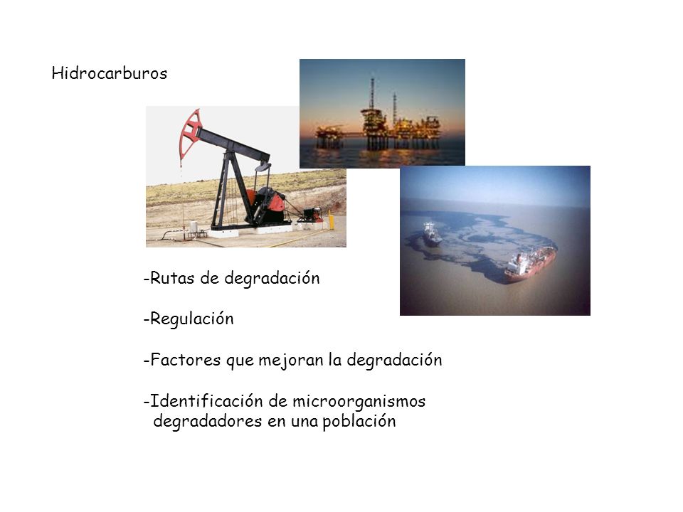 Hidrocarburos -Rutas de degradación. -Regulación. -Factores que mejoran la degradación. -Identificación de microorganismos.