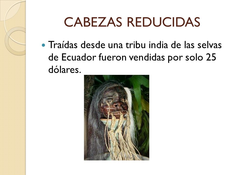 CABEZAS REDUCIDAS Traídas desde una tribu india de las selvas de Ecuador fueron vendidas por solo 25 dólares.
