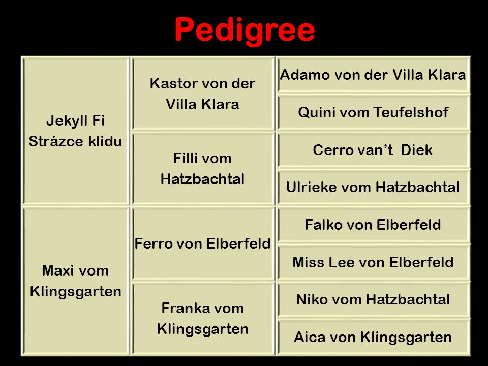 Pedigree Jekyll Fi Strázce klidu Kastor von der Villa Klara