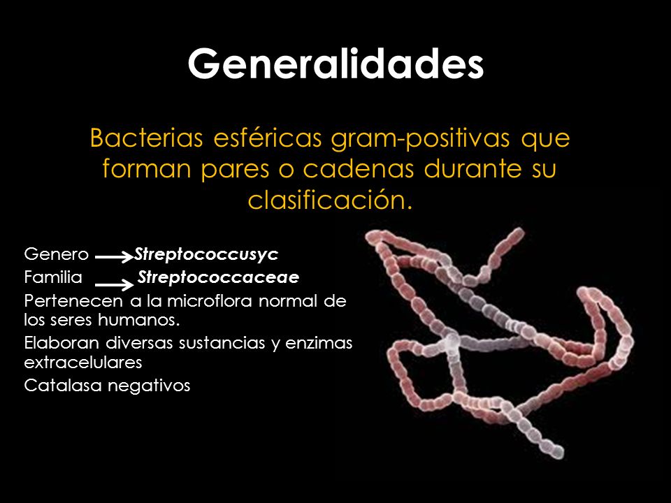 Generalidades Bacterias esféricas gram-positivas que forman pares o cadenas durante su clasificación.