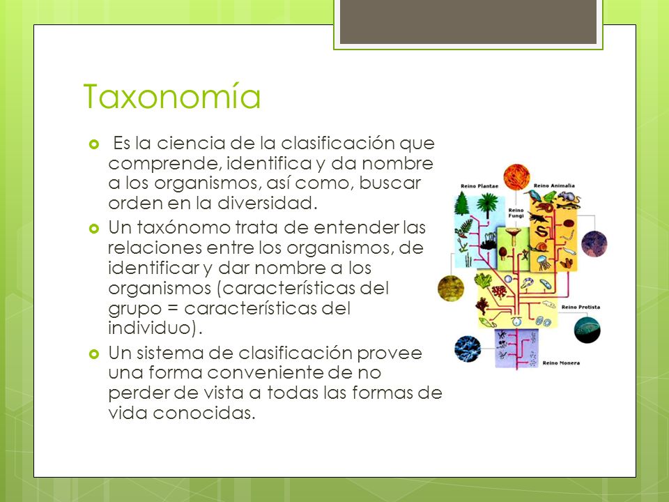 Taxonomía Es la ciencia de la clasificación que comprende, identifica y da nombre a los organismos, así como, buscar orden en la diversidad.