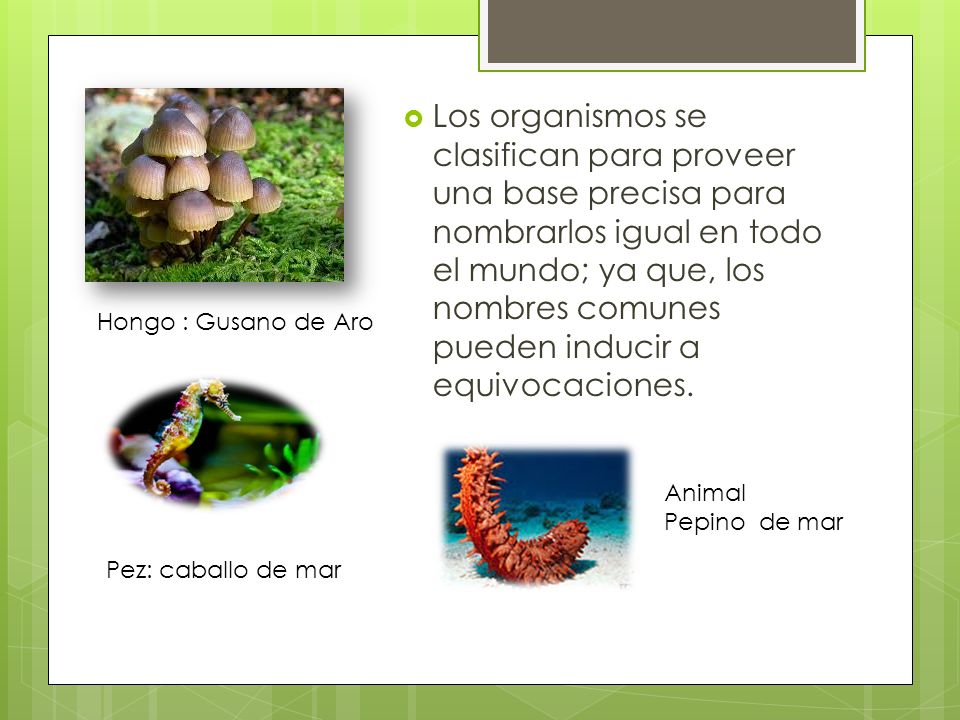 Los organismos se clasifican para proveer una base precisa para nombrarlos igual en todo el mundo; ya que, los nombres comunes pueden inducir a equivocaciones.
