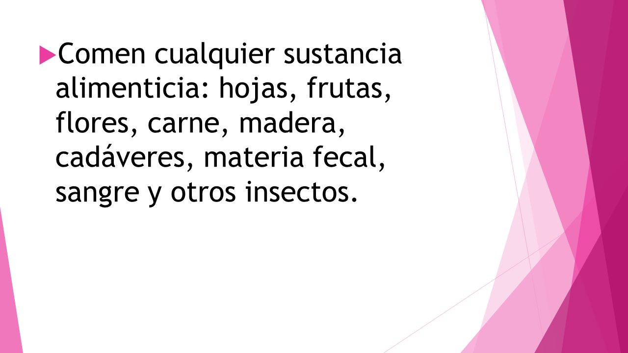 Comen cualquier sustancia alimenticia: hojas, frutas, flores, carne, madera, cadáveres, materia fecal, sangre y otros insectos.