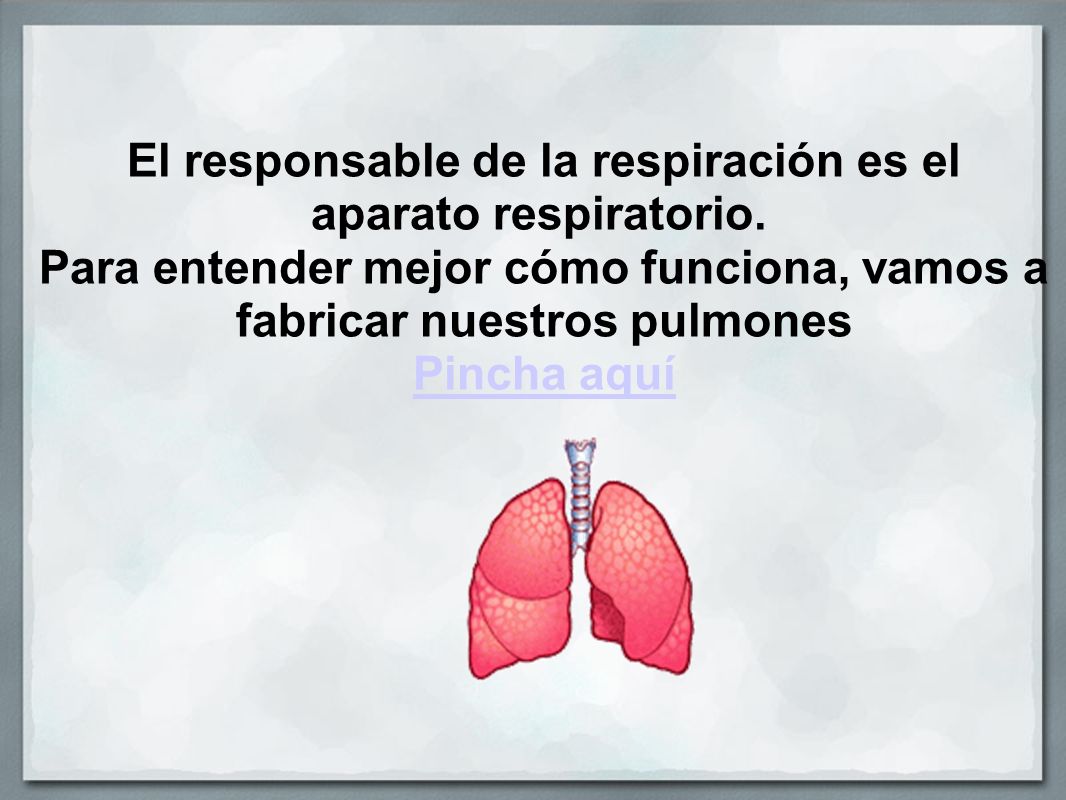 El responsable de la respiración es el aparato respiratorio