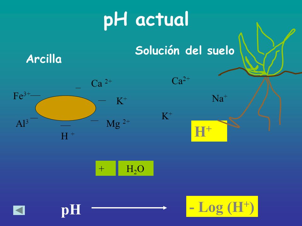 pH actual H+ - Log (H+) pH Solución del suelo Arcilla Ca2+ Ca 2+ Fe3+