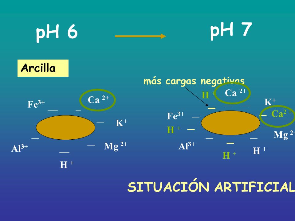 pH 7 pH 6 SITUACIÓN ARTIFICIAL Arcilla más cargas negativas Ca 2+ H +