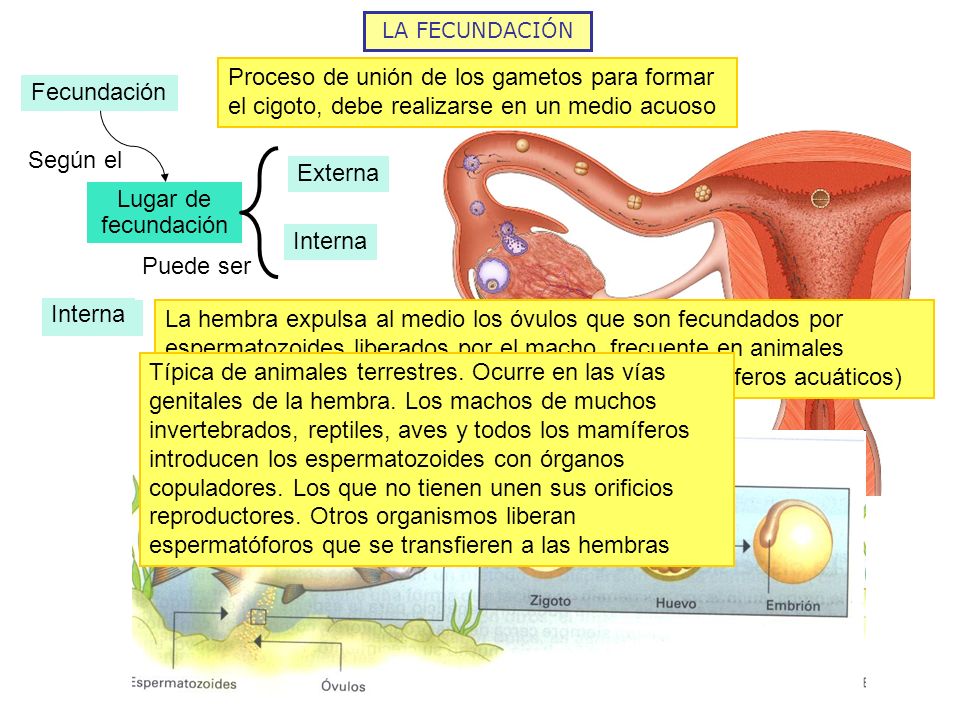 LA FECUNDACIÓN Proceso de unión de los gametos para formar el cigoto, debe realizarse en un medio acuoso.