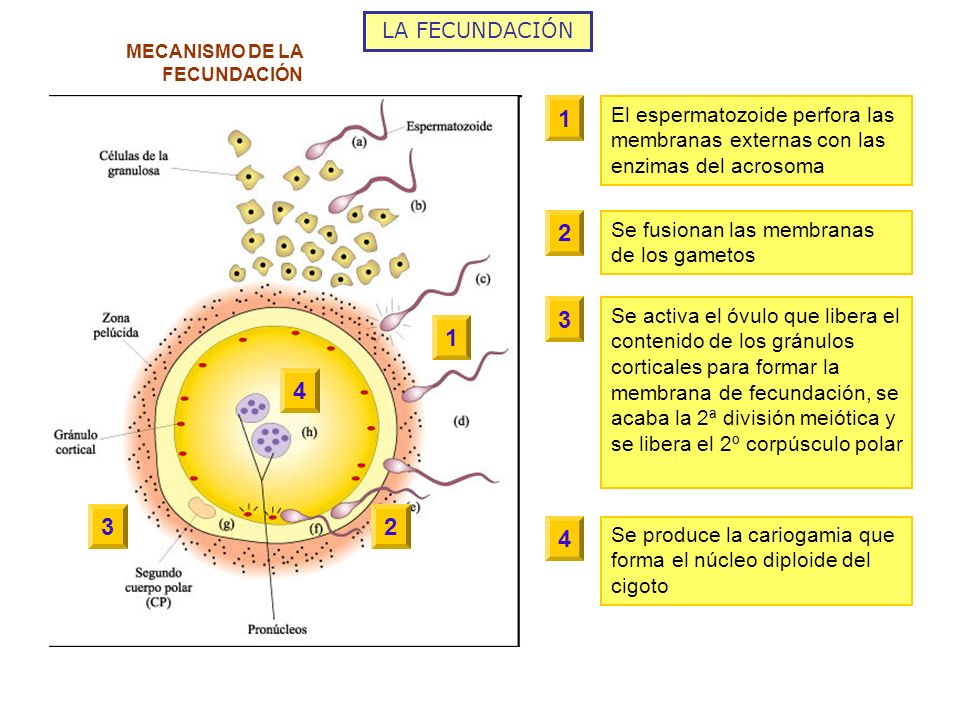 LA FECUNDACIÓN MECANISMO DE LA FECUNDACIÓN. 1. El espermatozoide perfora las membranas externas con las enzimas del acrosoma.