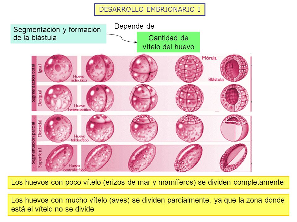 Segmentación y formación de la blástula Cantidad de vítelo del huevo