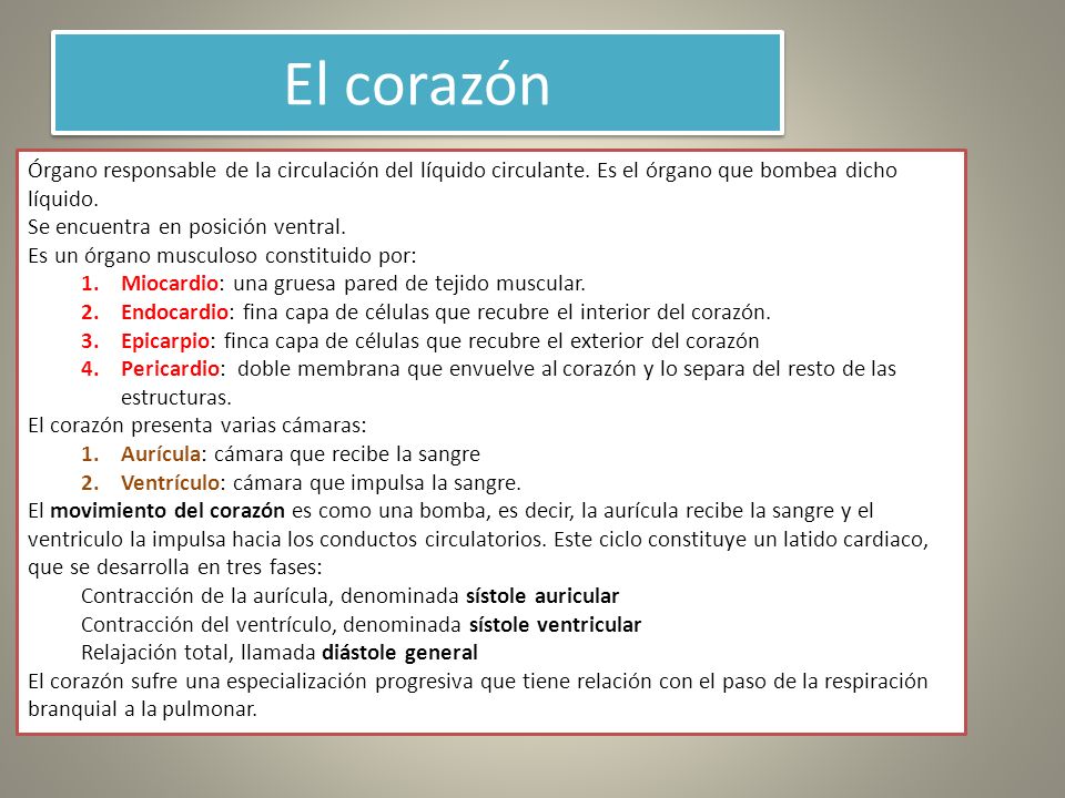 El corazón Órgano responsable de la circulación del líquido circulante. Es el órgano que bombea dicho líquido.