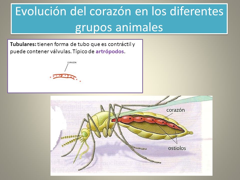 Evolución del corazón en los diferentes grupos animales