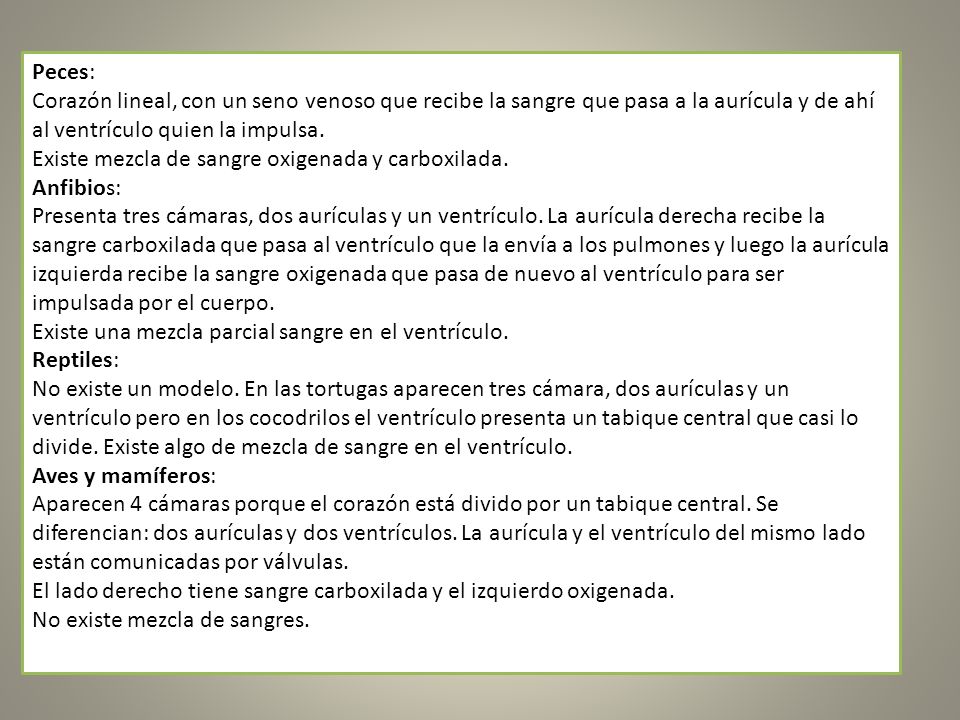 Peces: Corazón lineal, con un seno venoso que recibe la sangre que pasa a la aurícula y de ahí al ventrículo quien la impulsa.