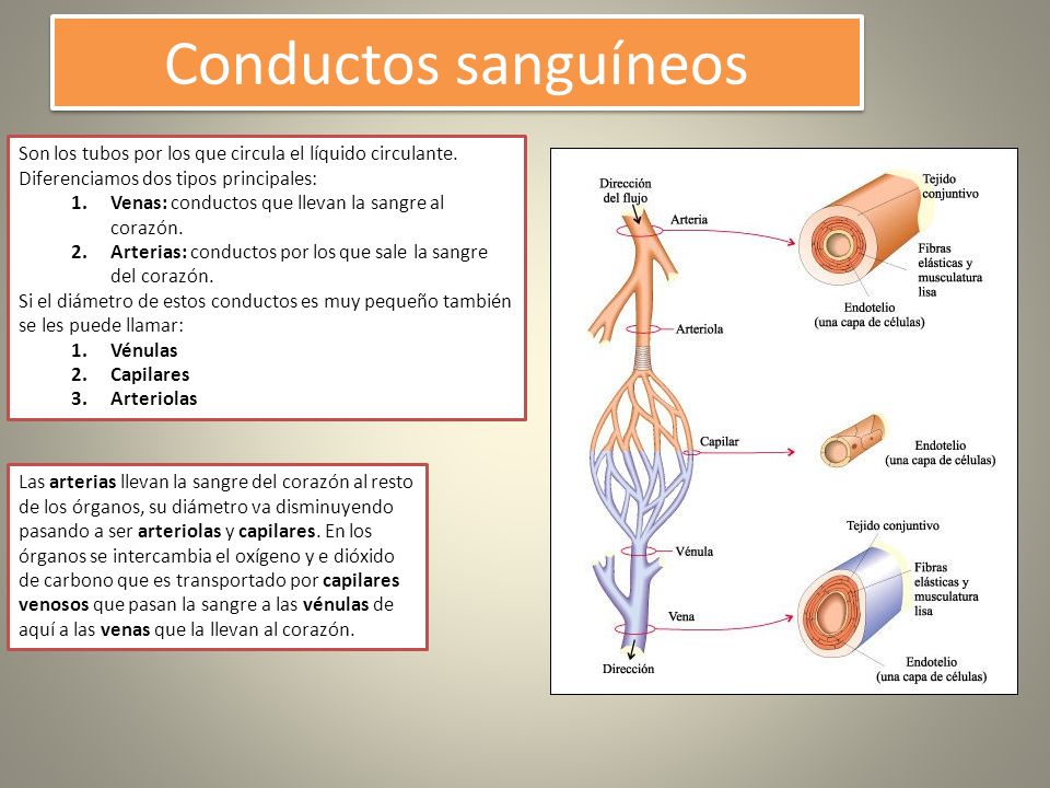 Conductos sanguíneos Son los tubos por los que circula el líquido circulante. Diferenciamos dos tipos principales: