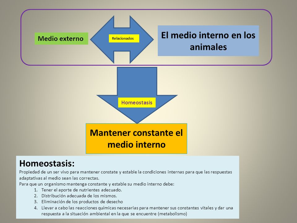 El medio interno en los animales Mantener constante el medio interno