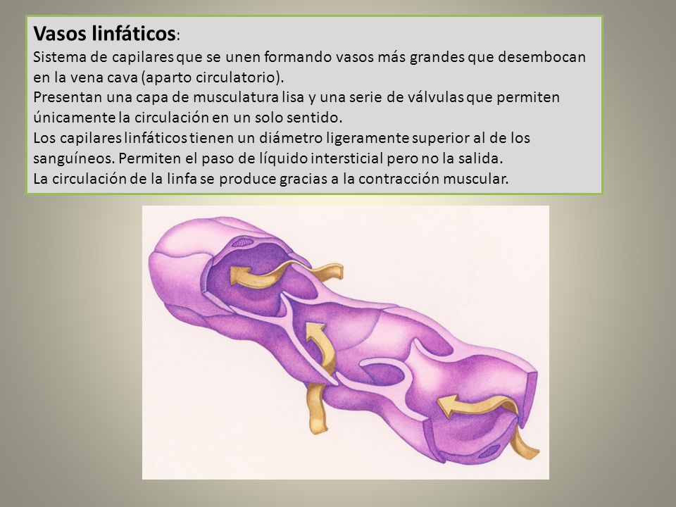 Vasos linfáticos: Sistema de capilares que se unen formando vasos más grandes que desembocan en la vena cava (aparto circulatorio).