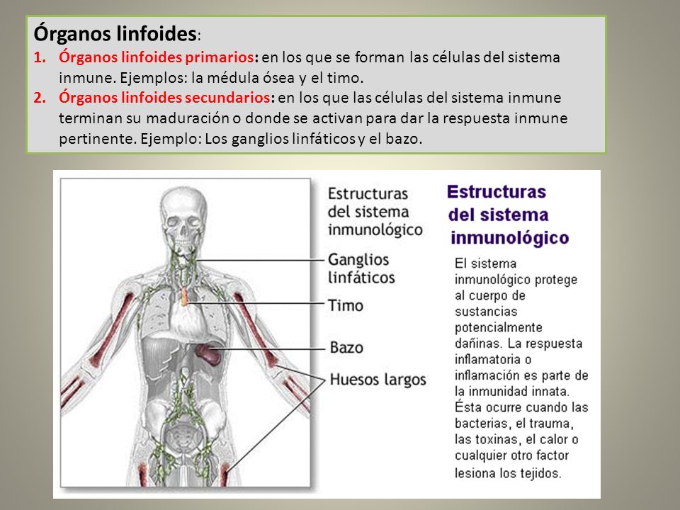 Órganos linfoides: Órganos linfoides primarios: en los que se forman las células del sistema inmune. Ejemplos: la médula ósea y el timo.