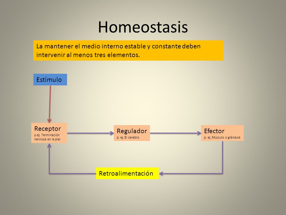 Homeostasis La mantener el medio interno estable y constante deben intervenir al menos tres elementos.