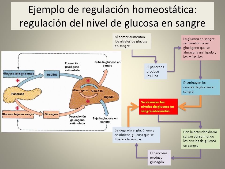 Ejemplo de regulación homeostática: regulación del nivel de glucosa en sangre