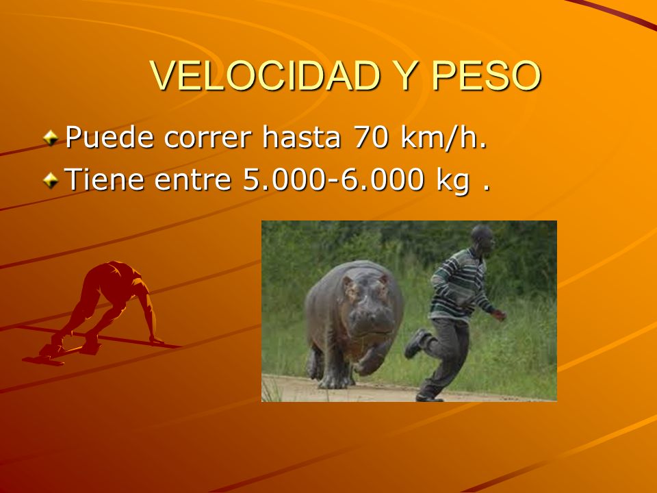 VELOCIDAD Y PESO Puede correr hasta 70 km/h.