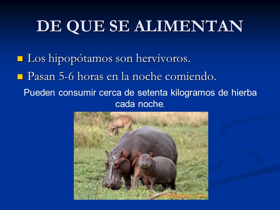 Pueden consumir cerca de setenta kilogramos de hierba cada noche.